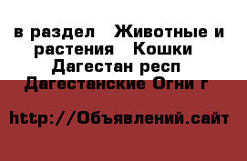  в раздел : Животные и растения » Кошки . Дагестан респ.,Дагестанские Огни г.